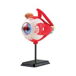 Набір для експериментів Edu-Toys SK007 Модель очного яблука збірна, 14 см