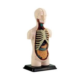 Набір для експериментів Edu-Toys SK008 Модель тулуба людини збірна, 12,7 см