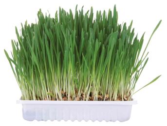 Трава Trixie для маленьких тварин 100 г