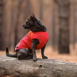 Жилет Pet Fashion E.Vest для собак червоний XS (PR242443)