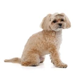 Кепка Pet Fashion Glamor для собак ХS (PR244595)