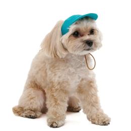 Кепка Pet Fashion Topaz для собак XS (PR244601)