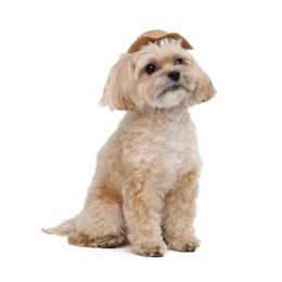 Панама Pet Fashion Print для собак XS (PR244611)