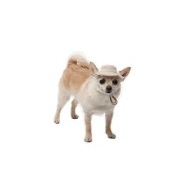 Панама Pet Fashion Gold для собак XS (PR244606)