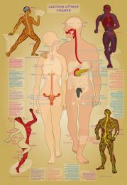 Настільна гра УМНЯШКА КП-004у Тіло людини