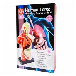 Модель людини Edu-Toys MK027