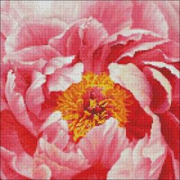 Алмазна мозаїка Ідейка AMO7273 Барвиста півонія 40х40см